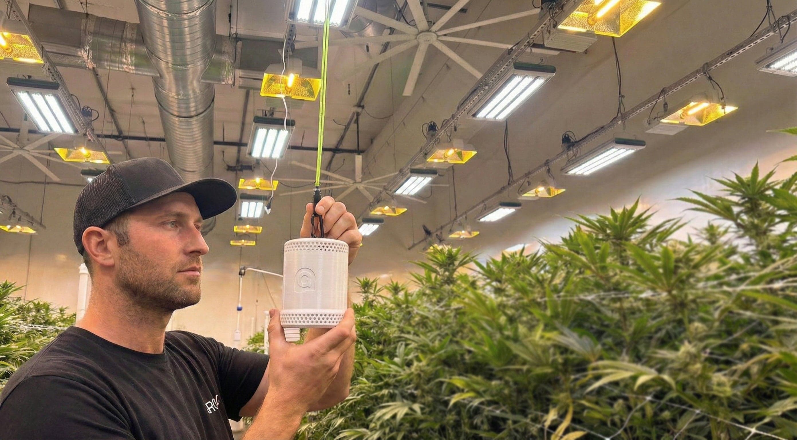 A grower hangs a Grow Sensor at canopy height in an LED-lit cultivation room.
