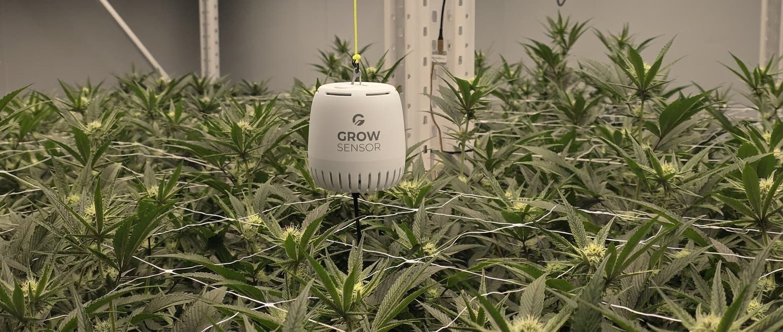 Grow Sensor PRO hanging at canopy height above flowering plants in a commercial grow room