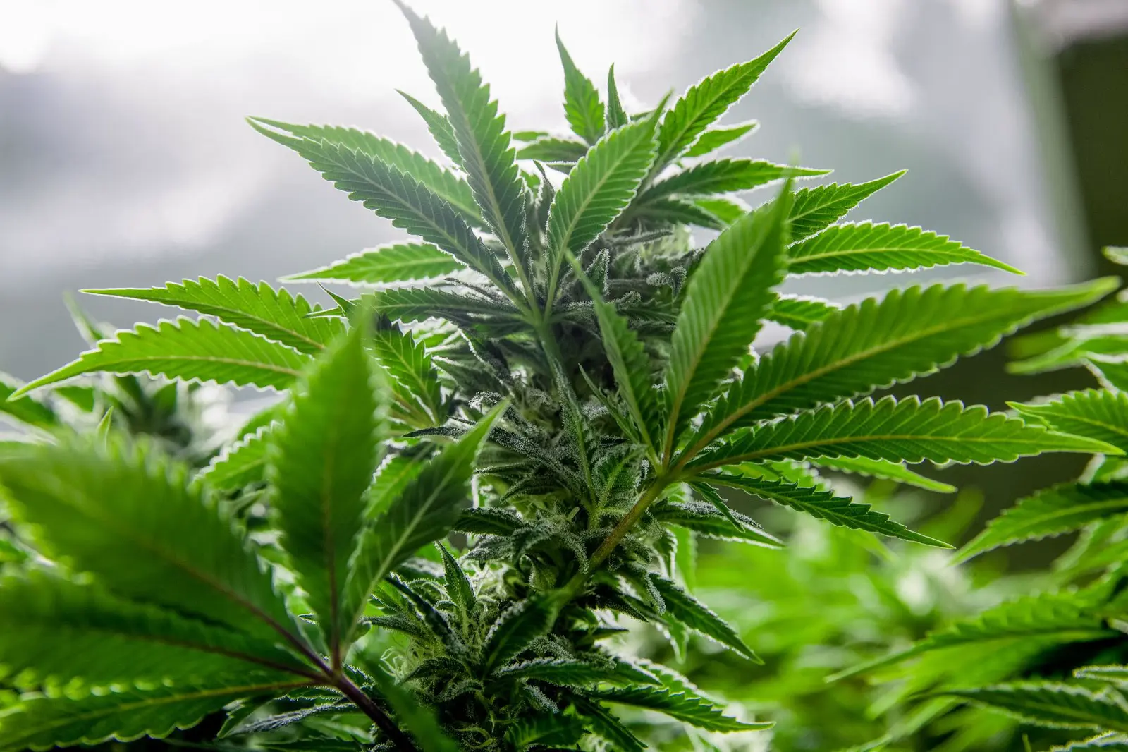 Ab autoflower cannabis plant flowering in a grow room.