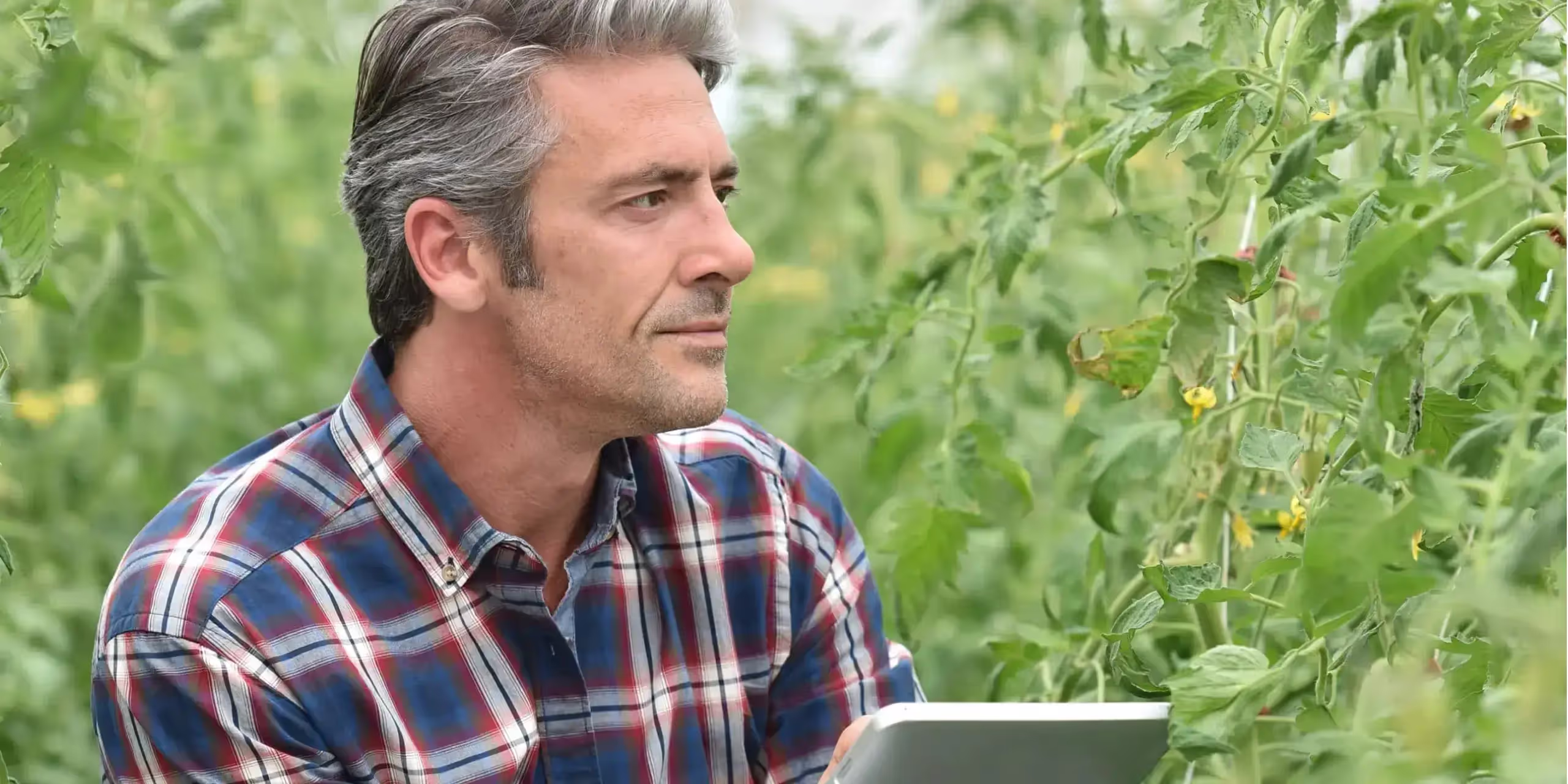Farmer in commercial farming greenhouse inspecting and documenting tomato crop