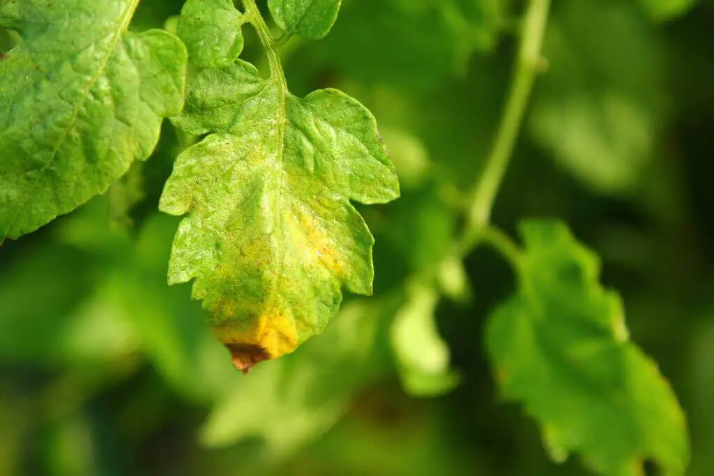 high VPD can lead to nutrient burn