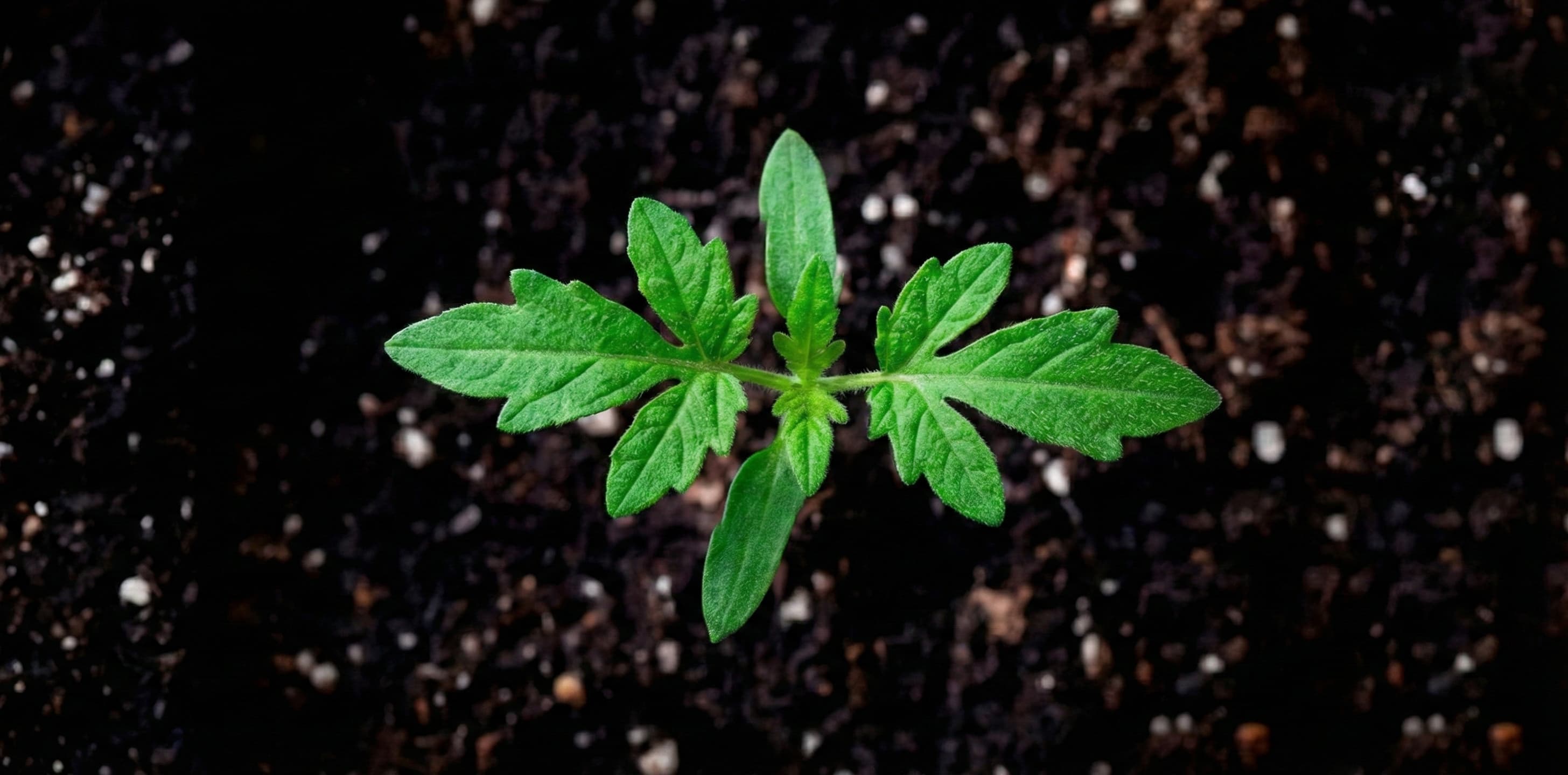 Tomato seedling under the right VPD