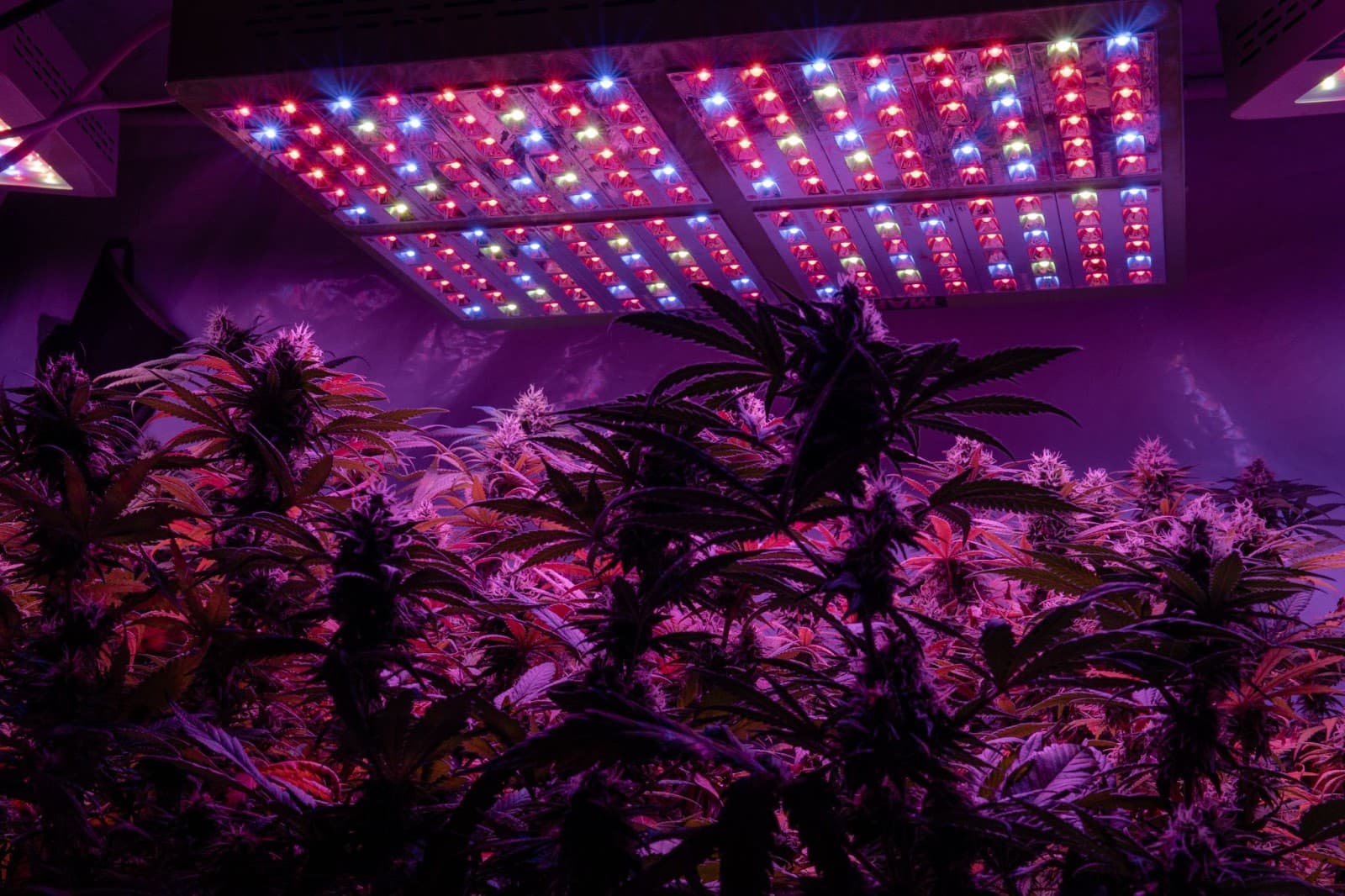 Lots of Autoflower light cycle cannabis plants under an led grow light.