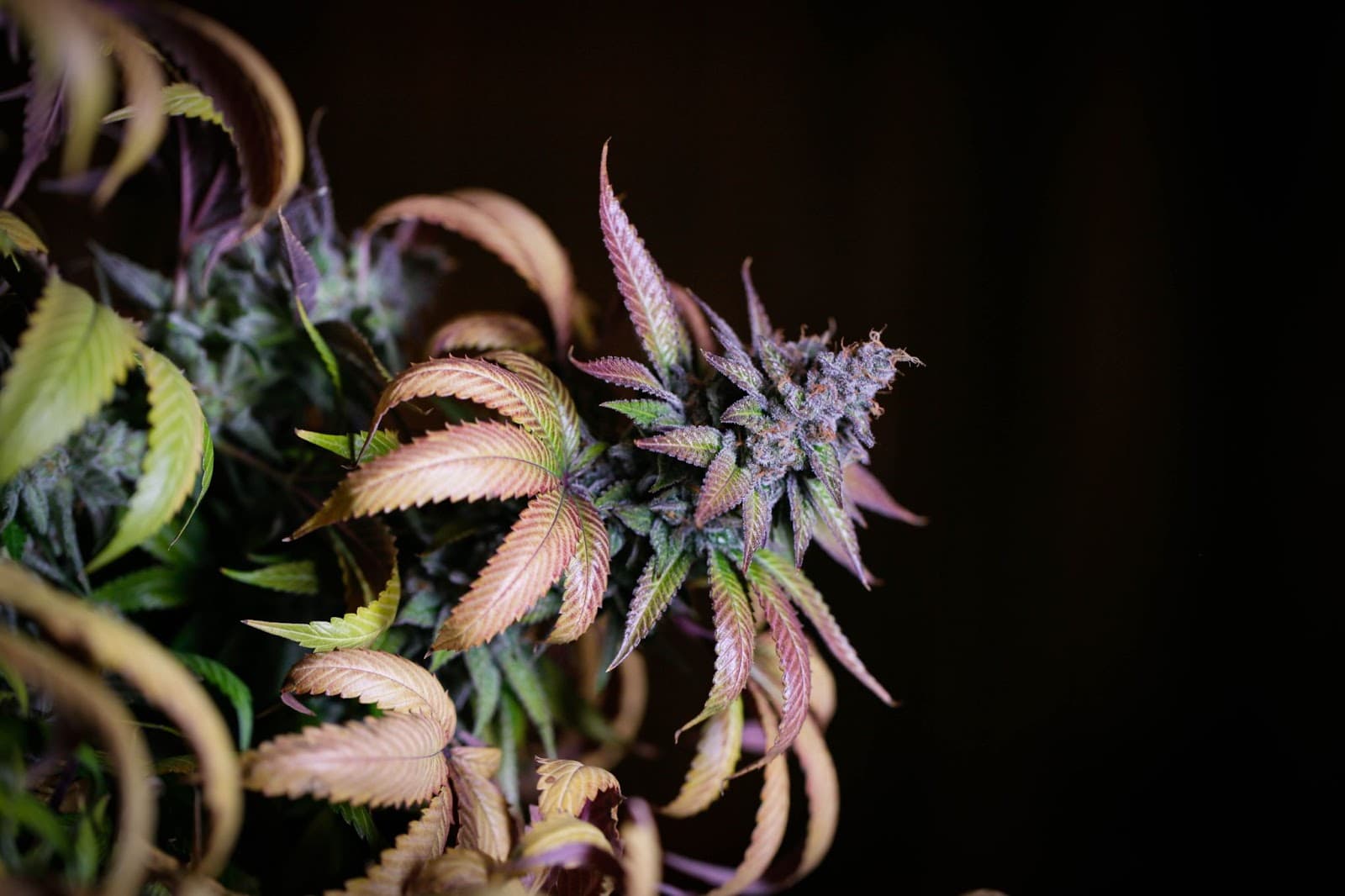 A ripe autoflower light cycle cannabis plant ready for harvest.