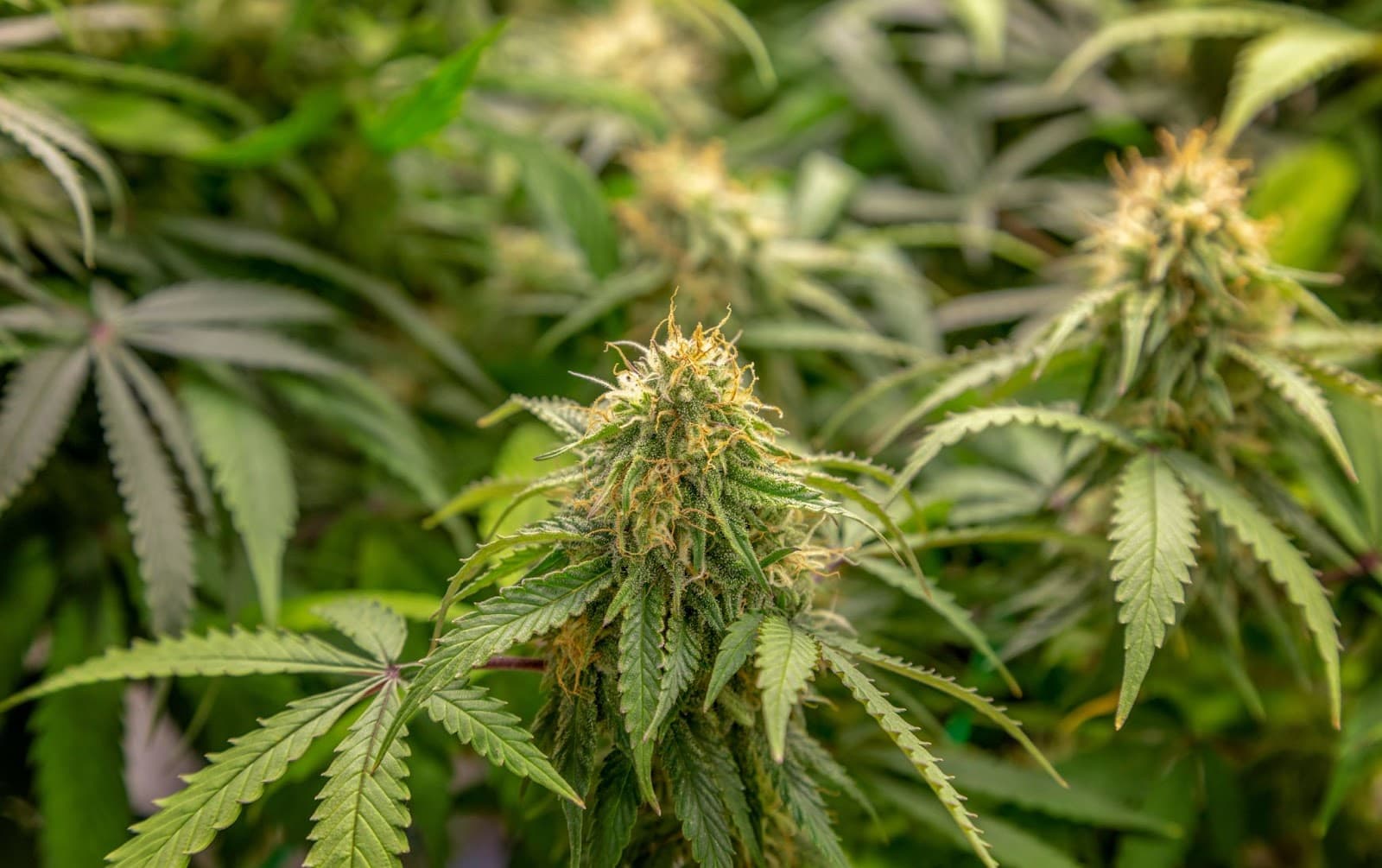 Autoflower light cycle cannabis plants and buds.