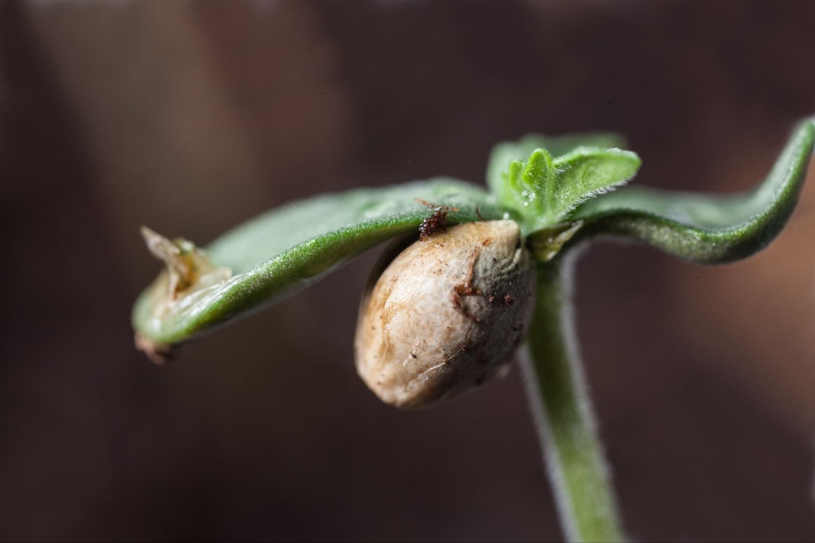 A cannabis seedling on an Autoflower light cycle.