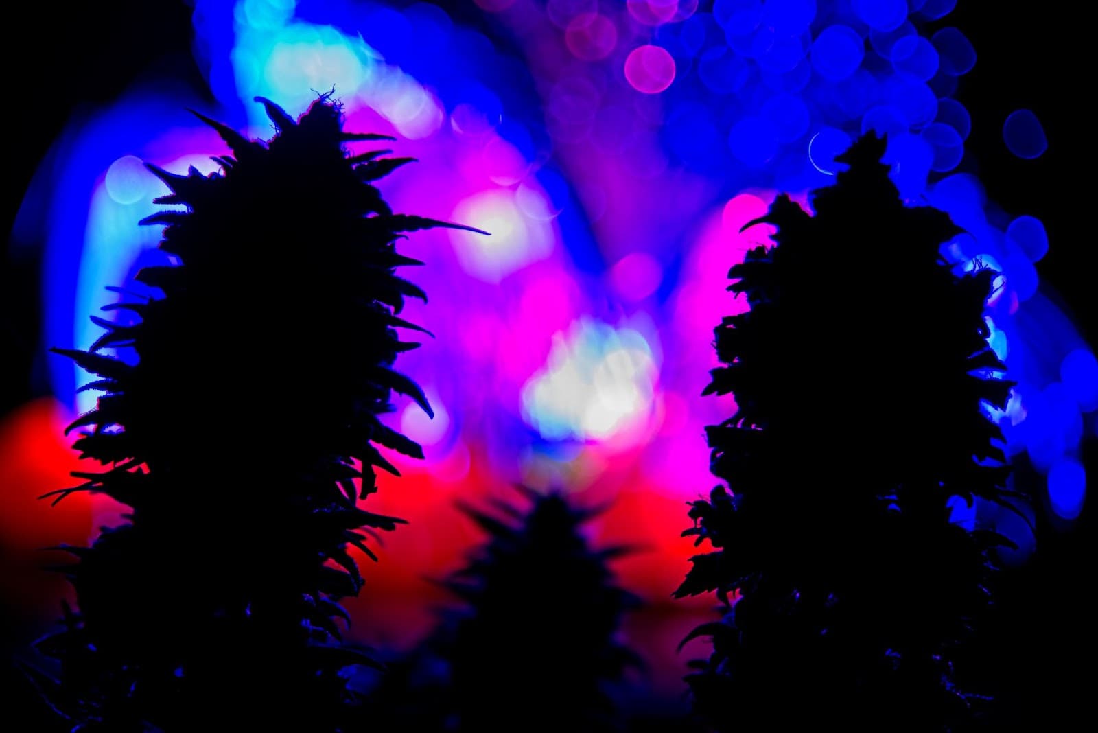 2 cannabis plants at night on a Autoflower light cycle.
