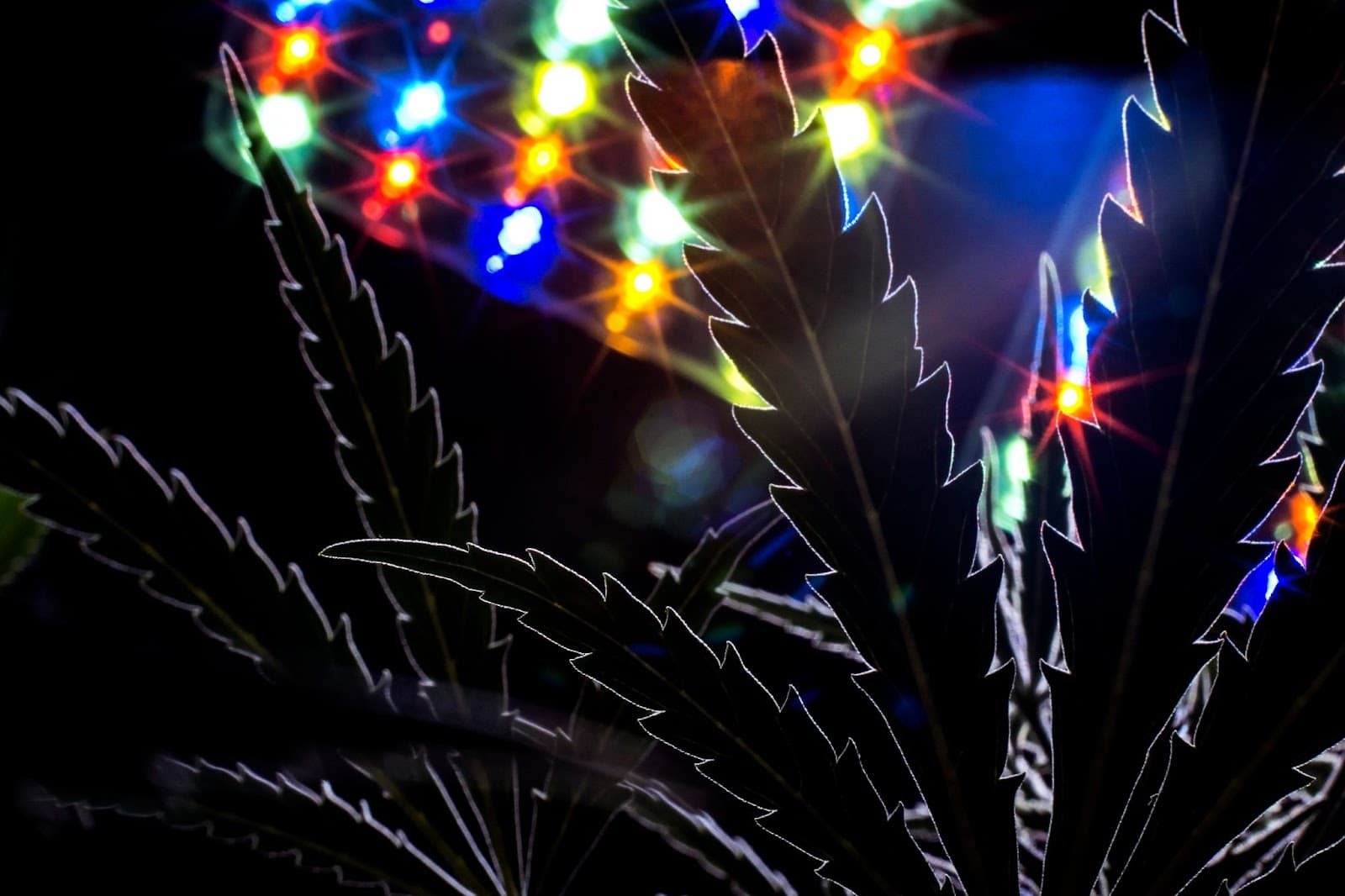 An led light shining through a cannabis leaf on an Autoflower light cycle.