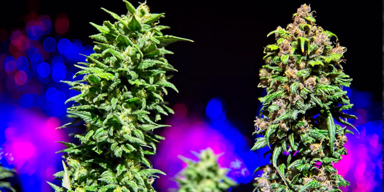 2 cannabis plants on an autoflower light cycle.