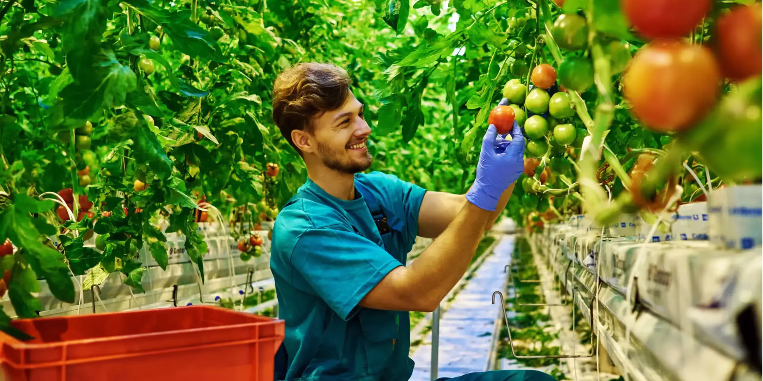 Farm worker harvesting tomatoes grown with a smart agri-sensor