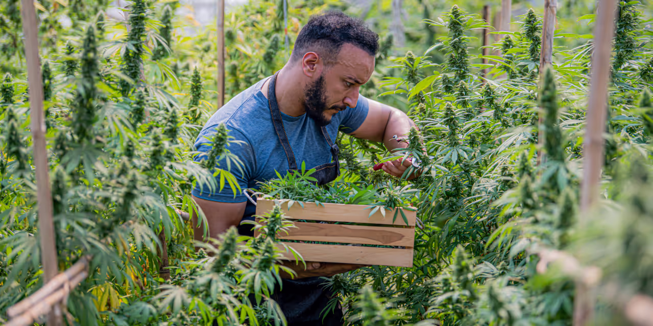 A grower collects buds in a cannabis greenhouse.