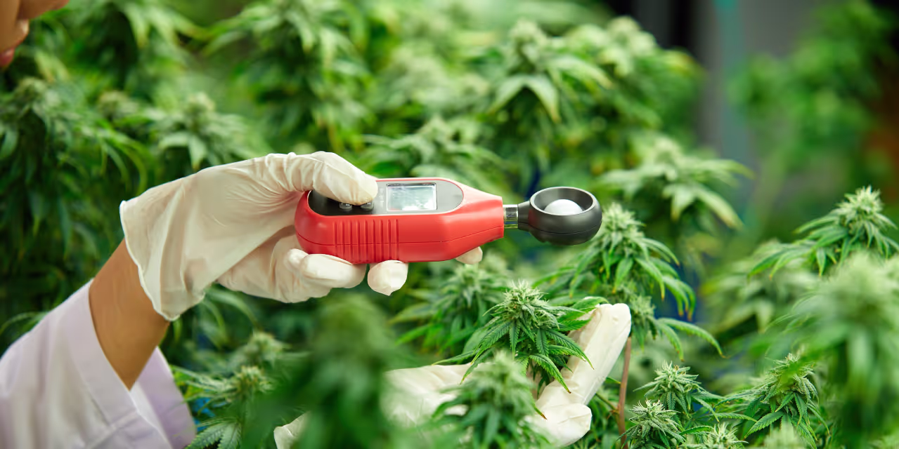 Member of staff in cannabis facility measuring light exposure at the canopy Hero