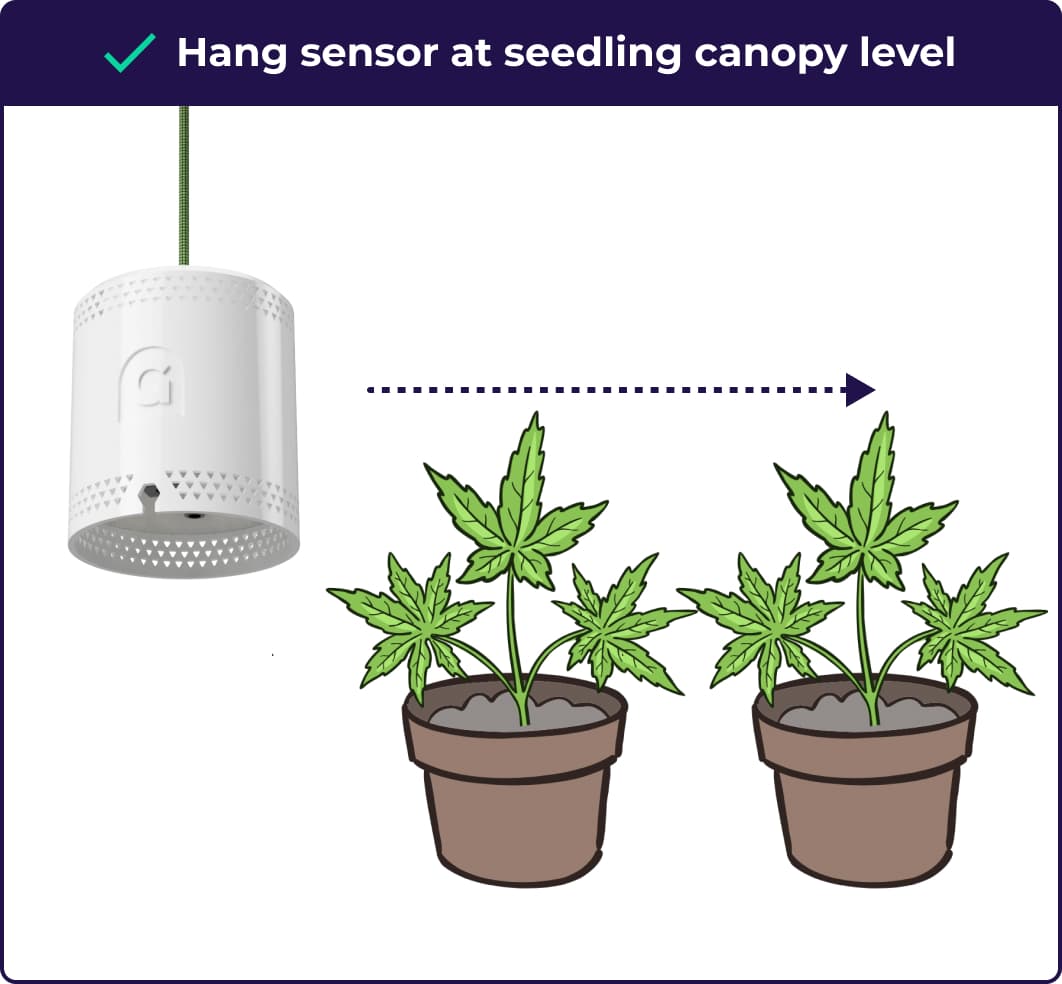 Hang sensor at seedling canopy height illustration