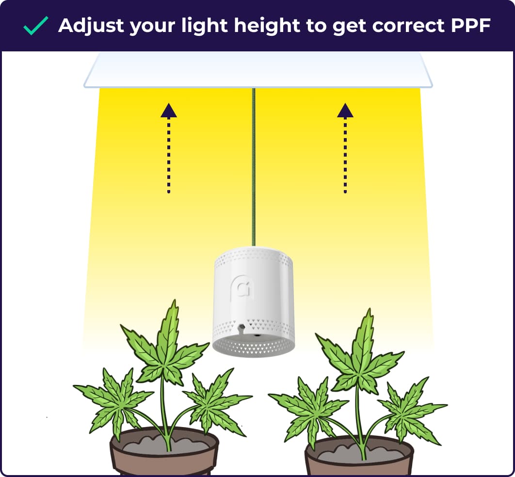 Adjust your light height to get the right PPF