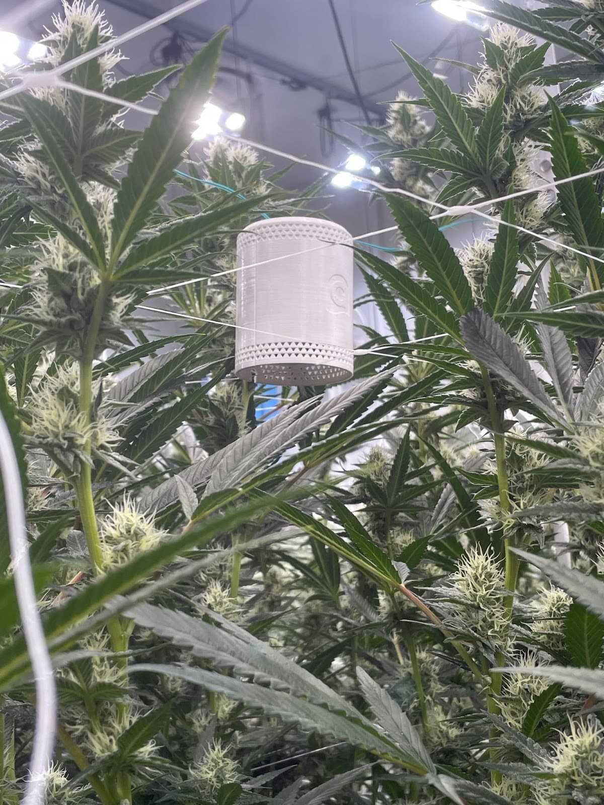 Grow Sensor hung at canopy height in large facility
