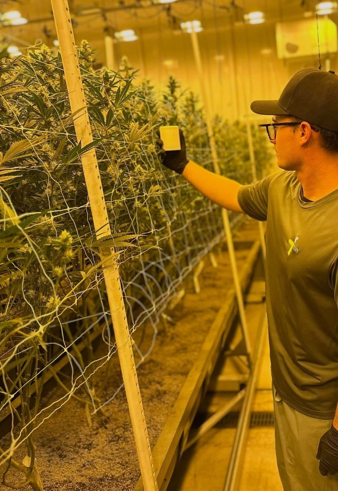 The Grow Sensor in use in a commercial cannabis facility