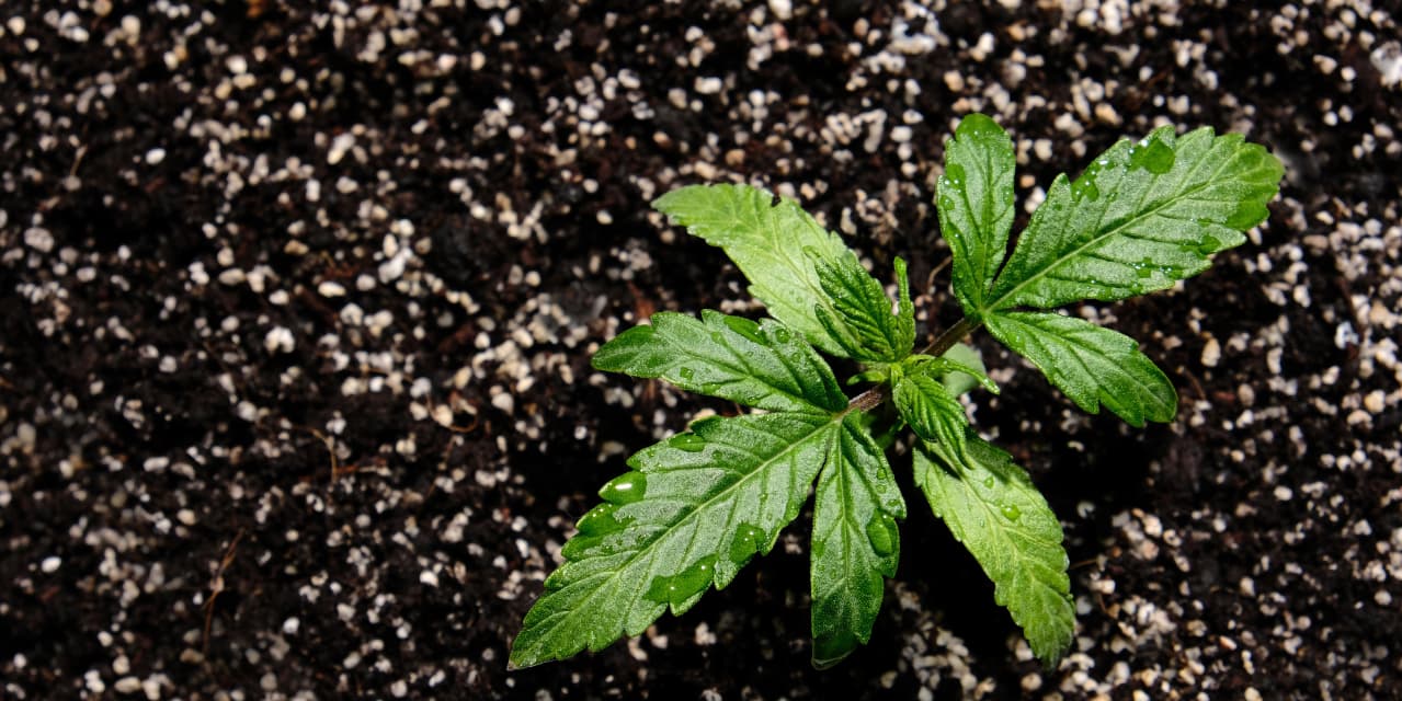 cannabis seedling growing in the autoflower soil