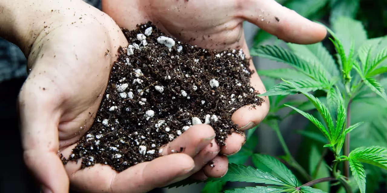A grower holding some of the best soil for cannabis.