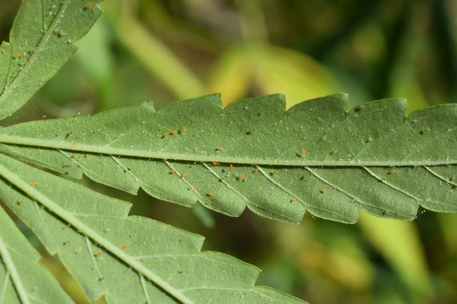 Spider mites on a cannabis leaf.