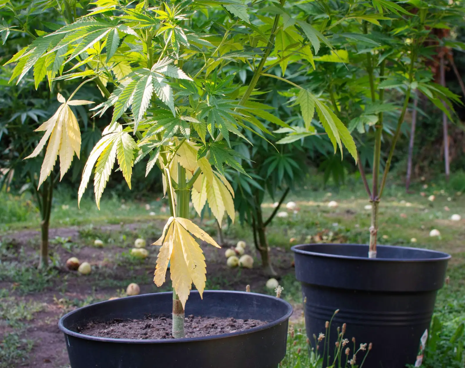 A cannabis plant that doesn't have enough soil nutrition in the pot.