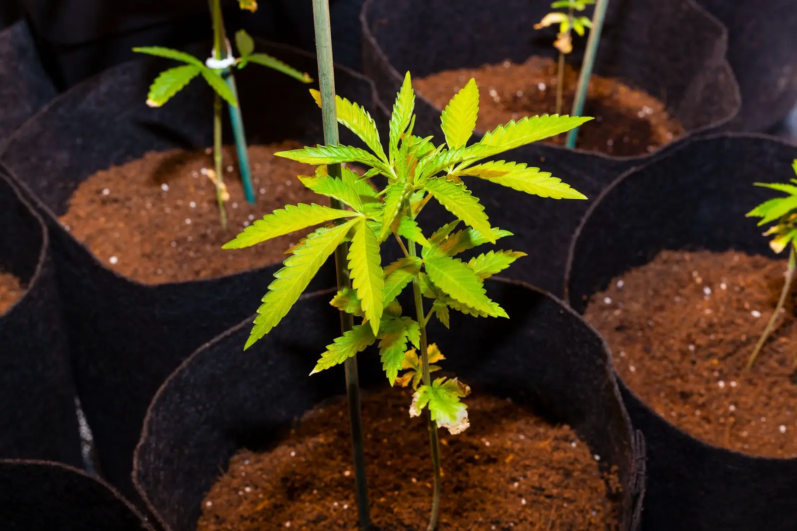 An underfed cannabis plant.