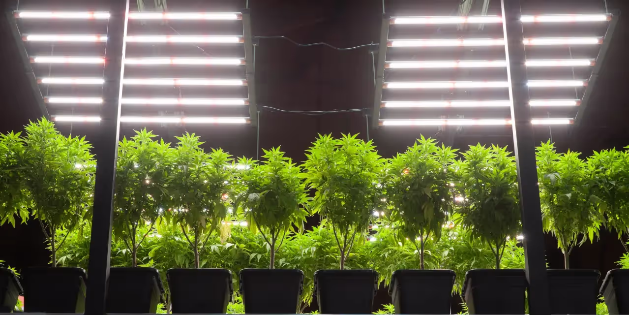 A cannabis grower who is lollipopping there plants.
