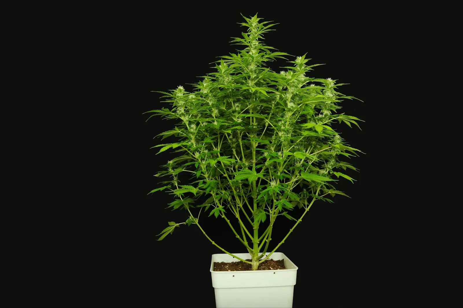 A cannabis plant than needs more lollipopping techniques to get the best yield.