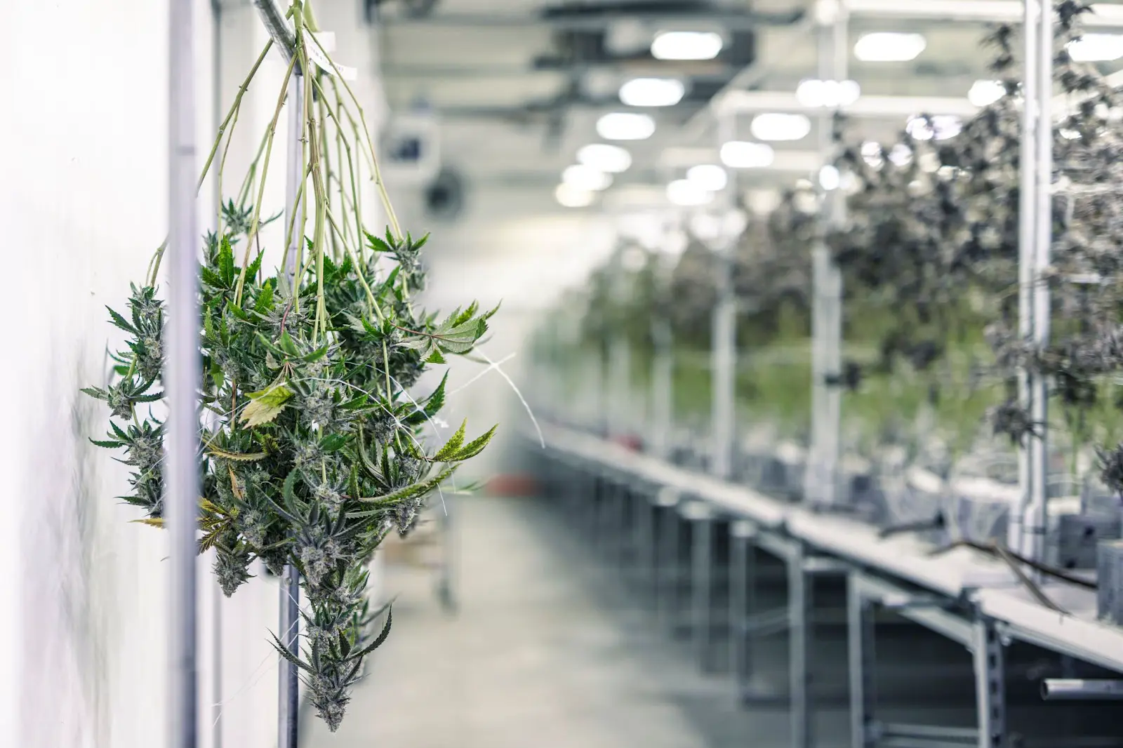 A lollypoped cannabis plant hanging upside down.