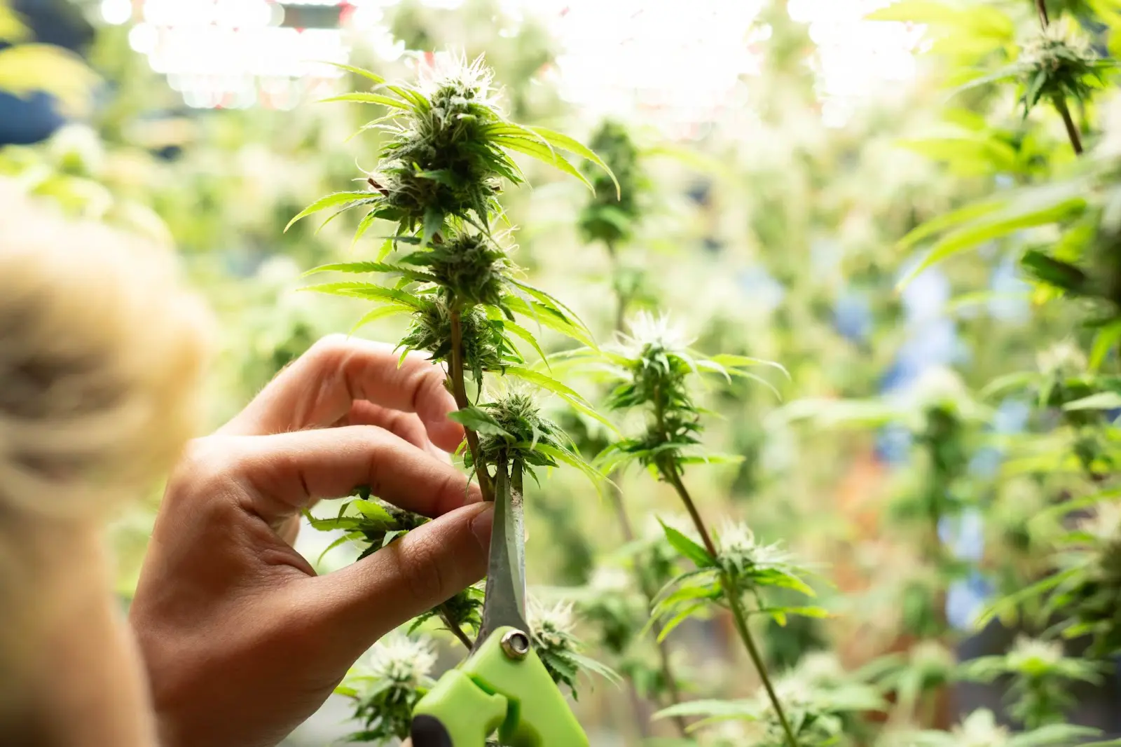 A cannabis grower over pruning there plant.