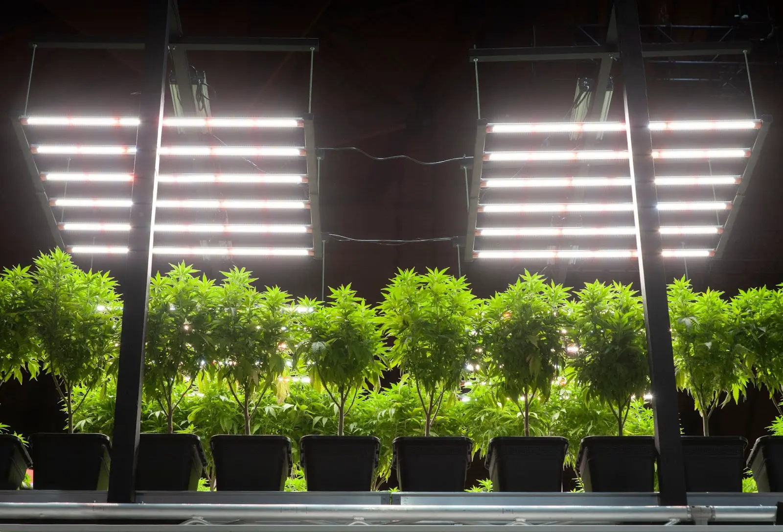 Lollipopping these cannabis plants has allowed more light through the canopy