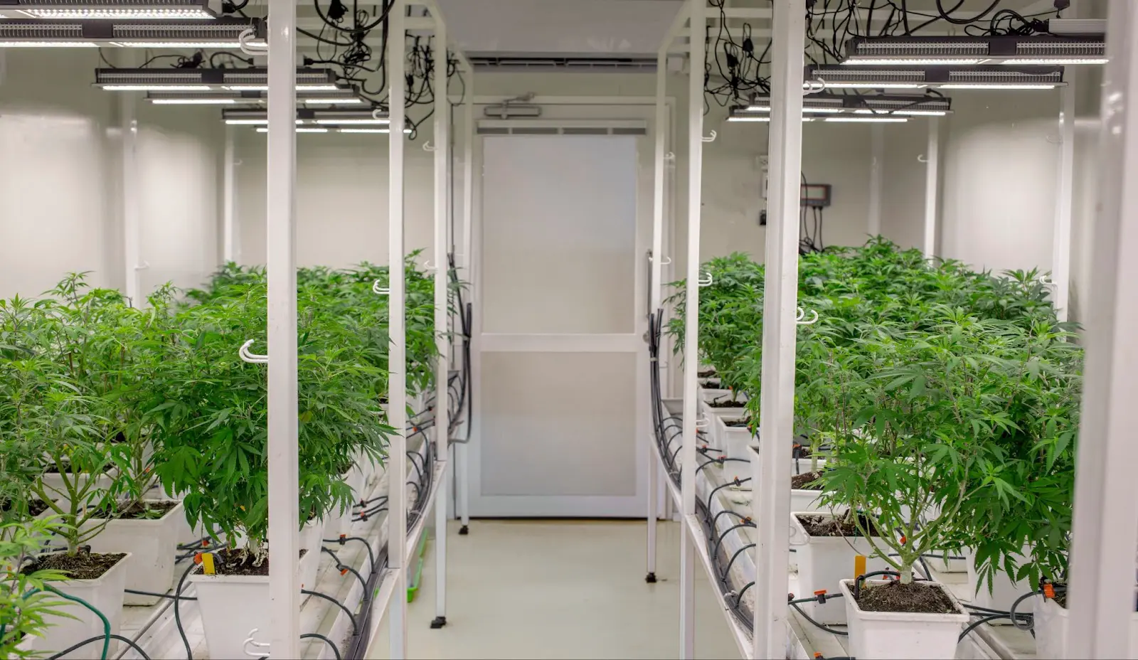lollipopping allows for more airflow through this grow room.