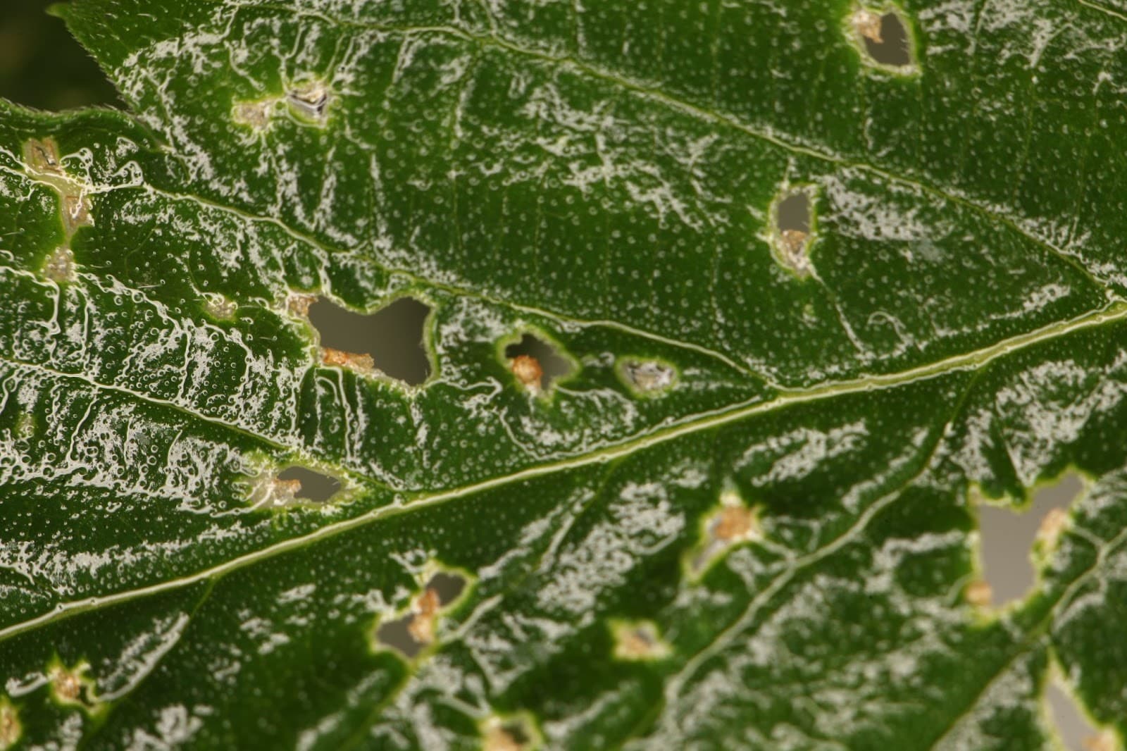 A close up of broad mite damage on a cannabis leaf.