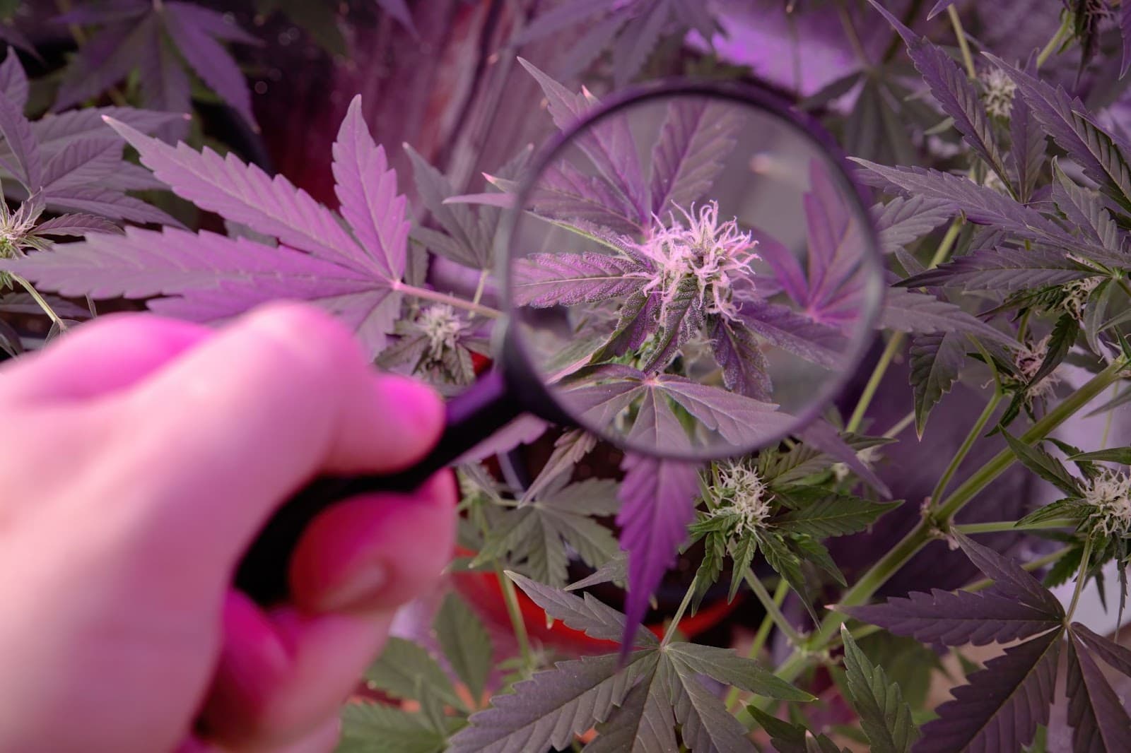 A cannabis grower inspects there plant for broad mites.