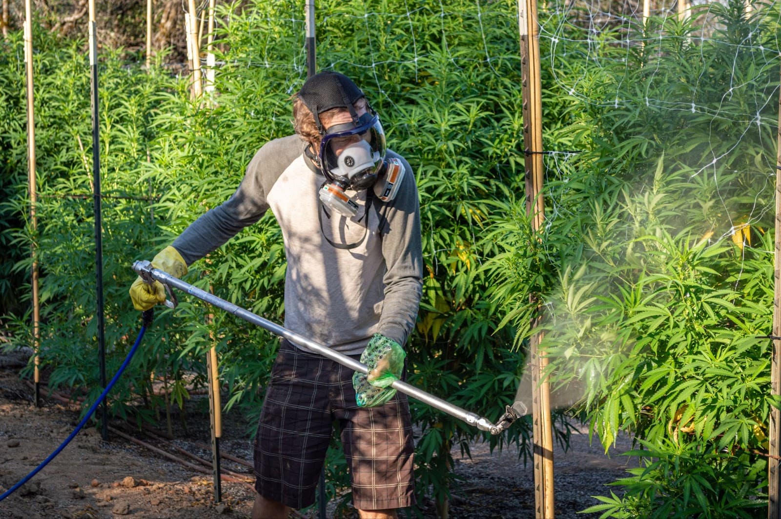 A cannabis grower spraying for broad mites in his garden.