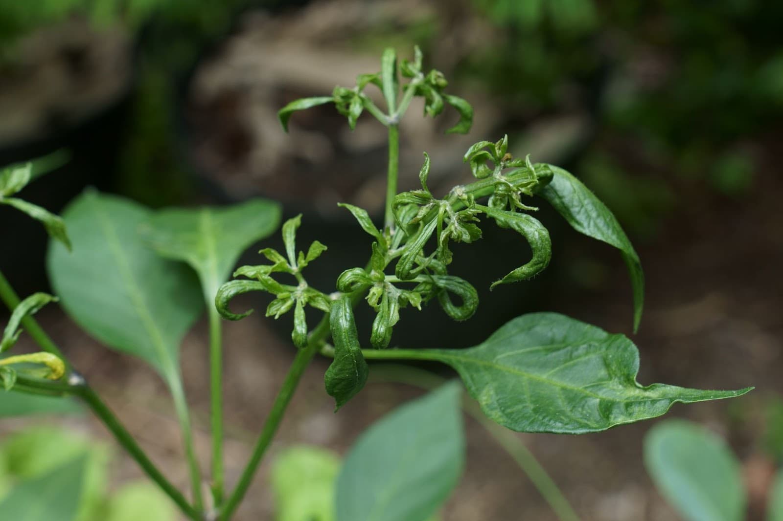 Broad mites damage this chilly plant.