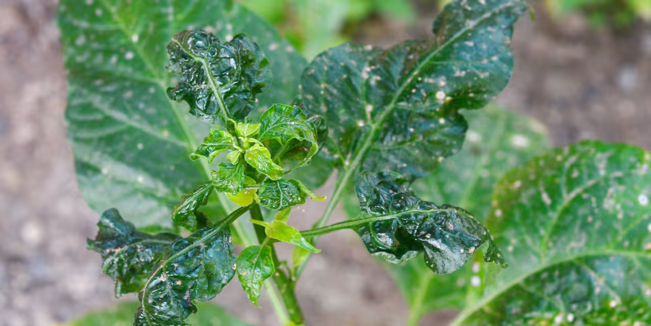 Broad mites damaging a cannabis plant.