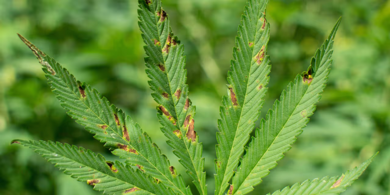 Brown spots on a cannabis leaf Hero