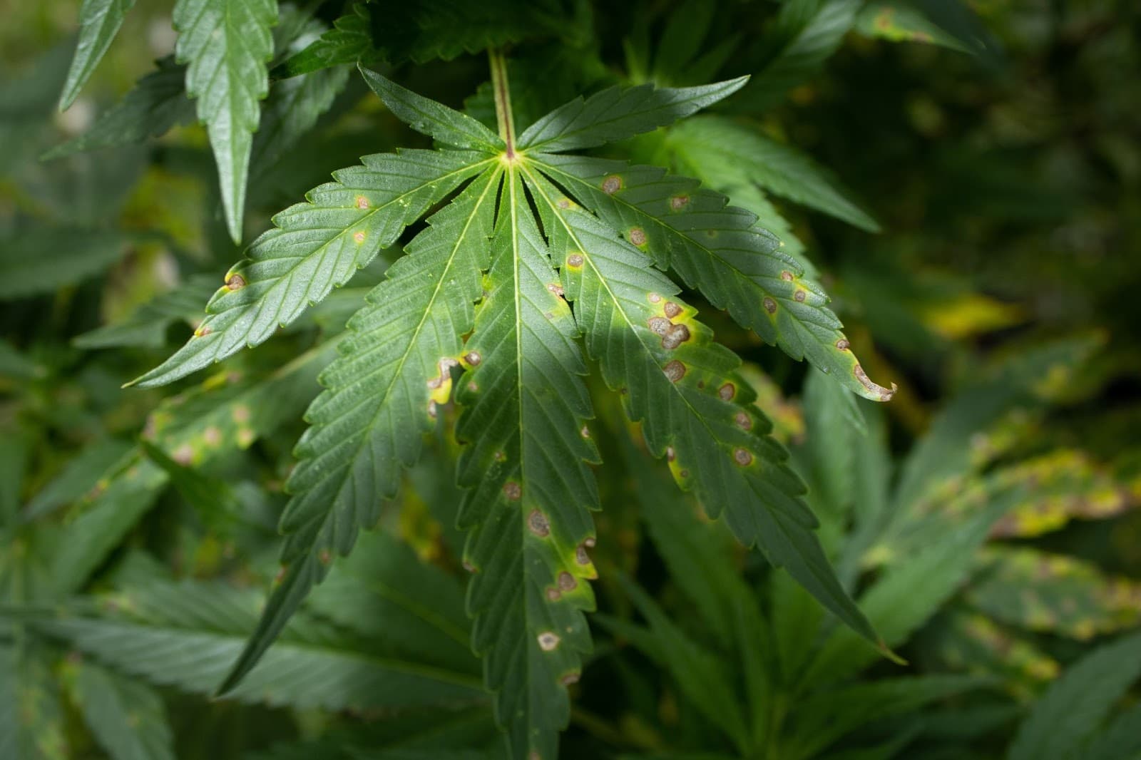leaf showing calcium deficiency