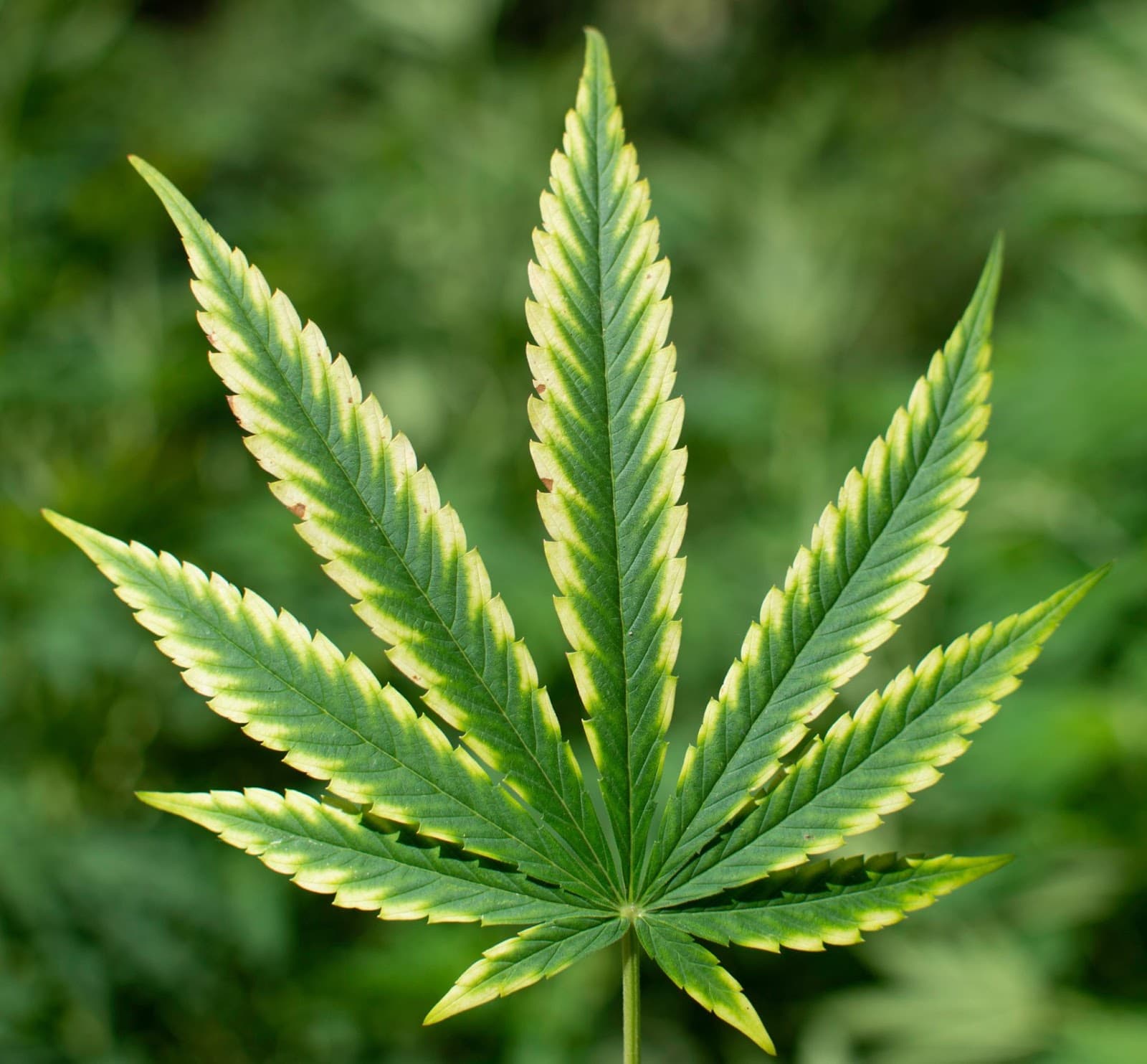 Leaf showing potassium deficiency