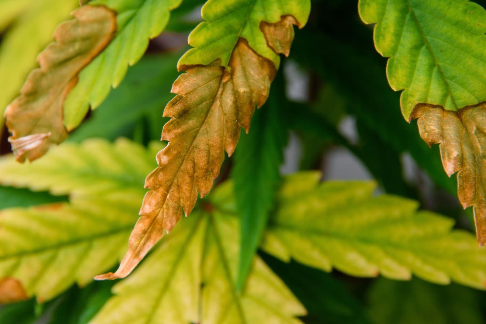 Leaf showing Nutrient toxicity