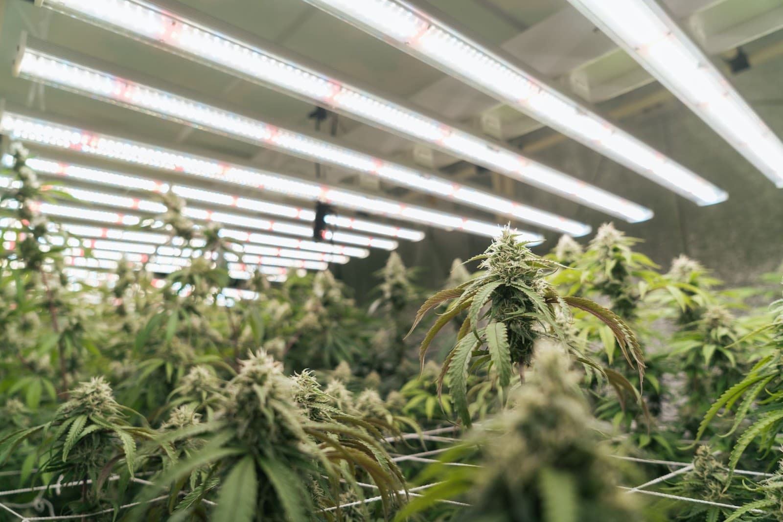 cannabis plants under LED lighting