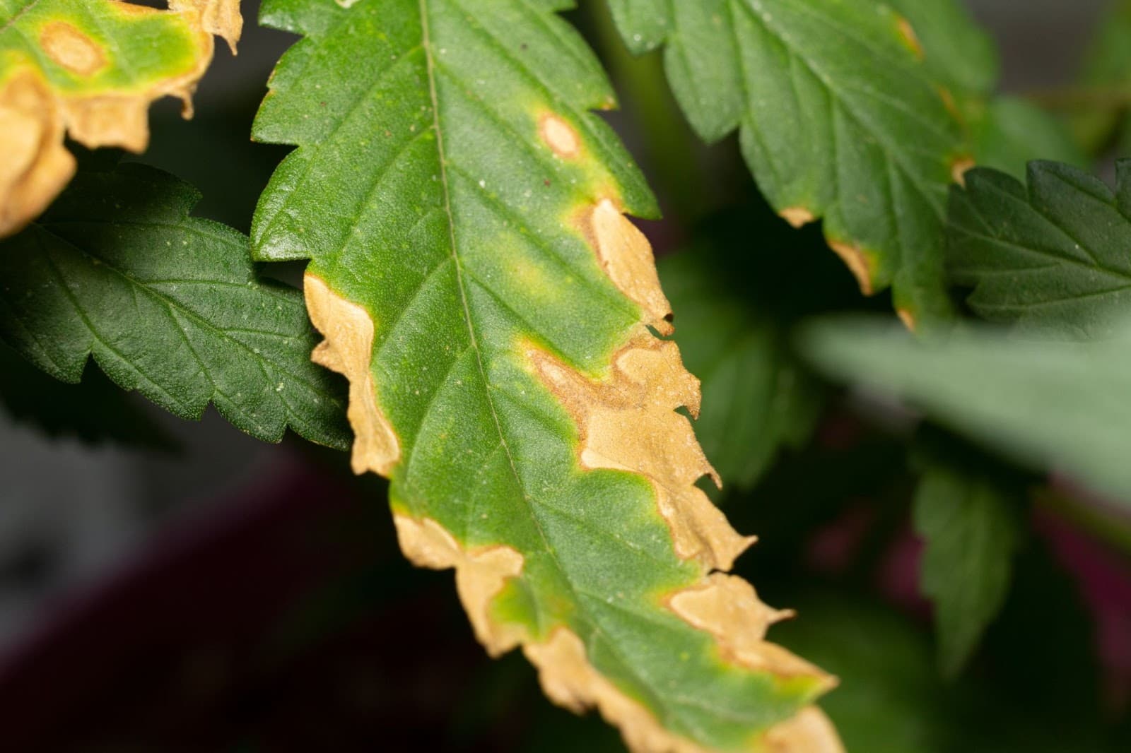 leaf edges turning brown