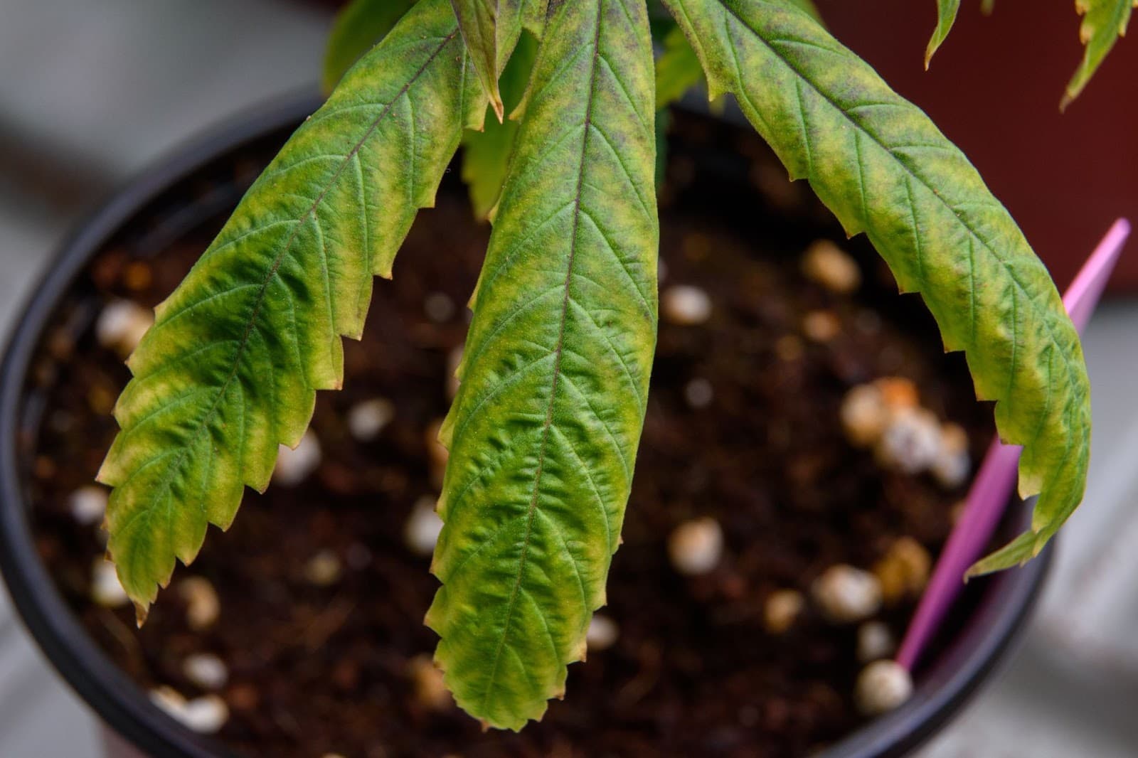 Leaf with magnesium deficiency