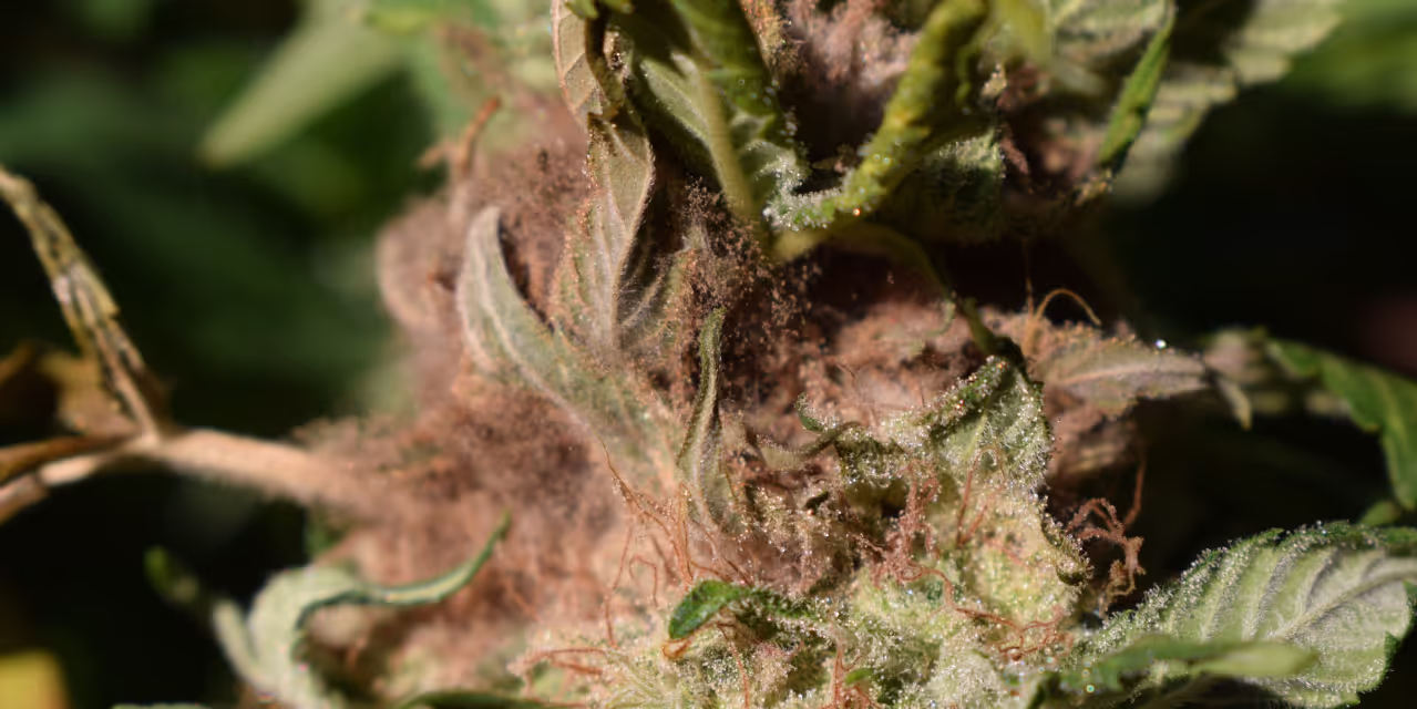 Bud rot Hero