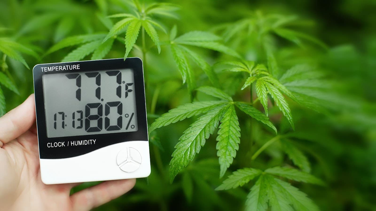 Hygrometer measuring temperature and humidity
