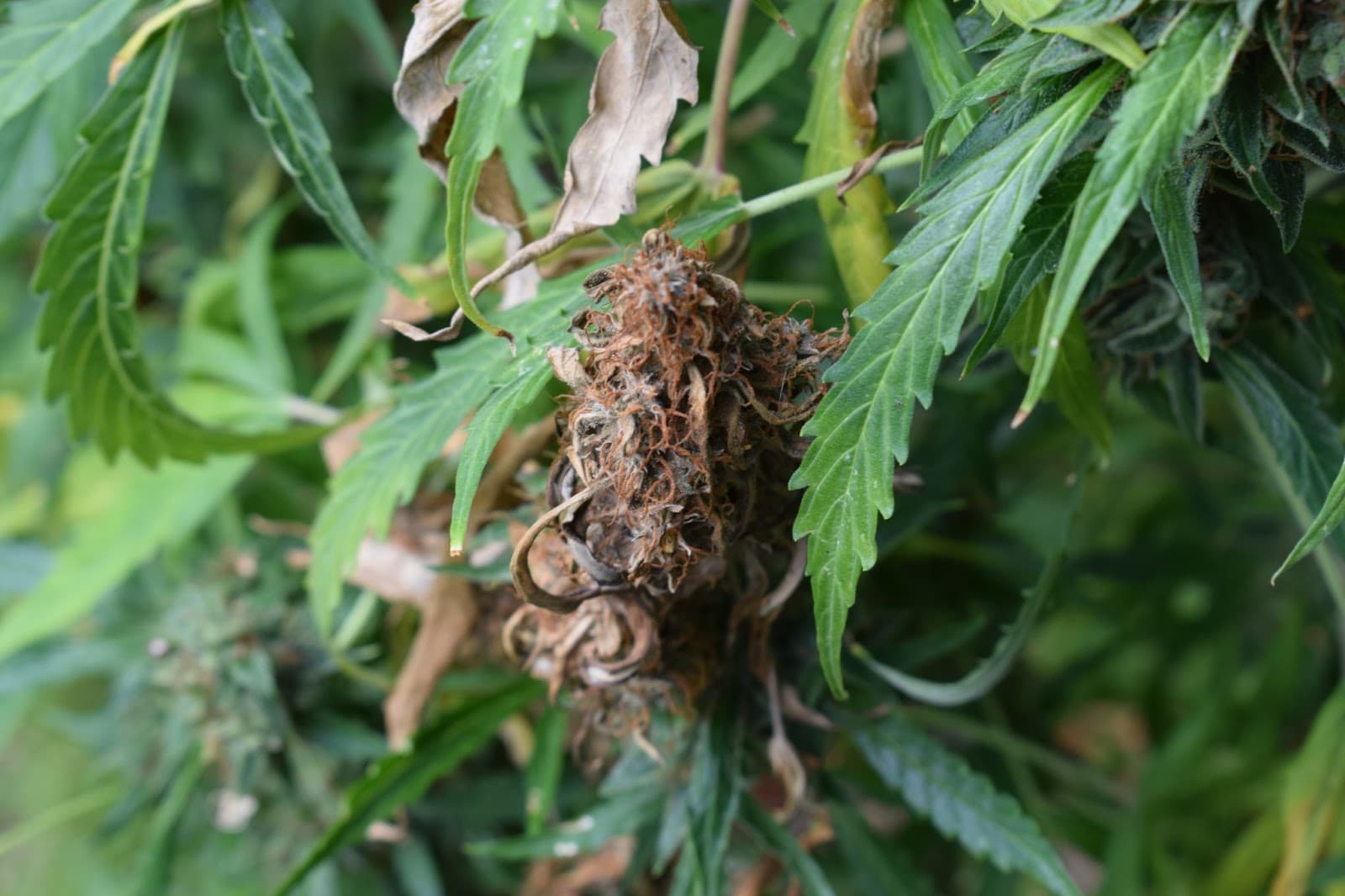 Mould on a cannabis bud