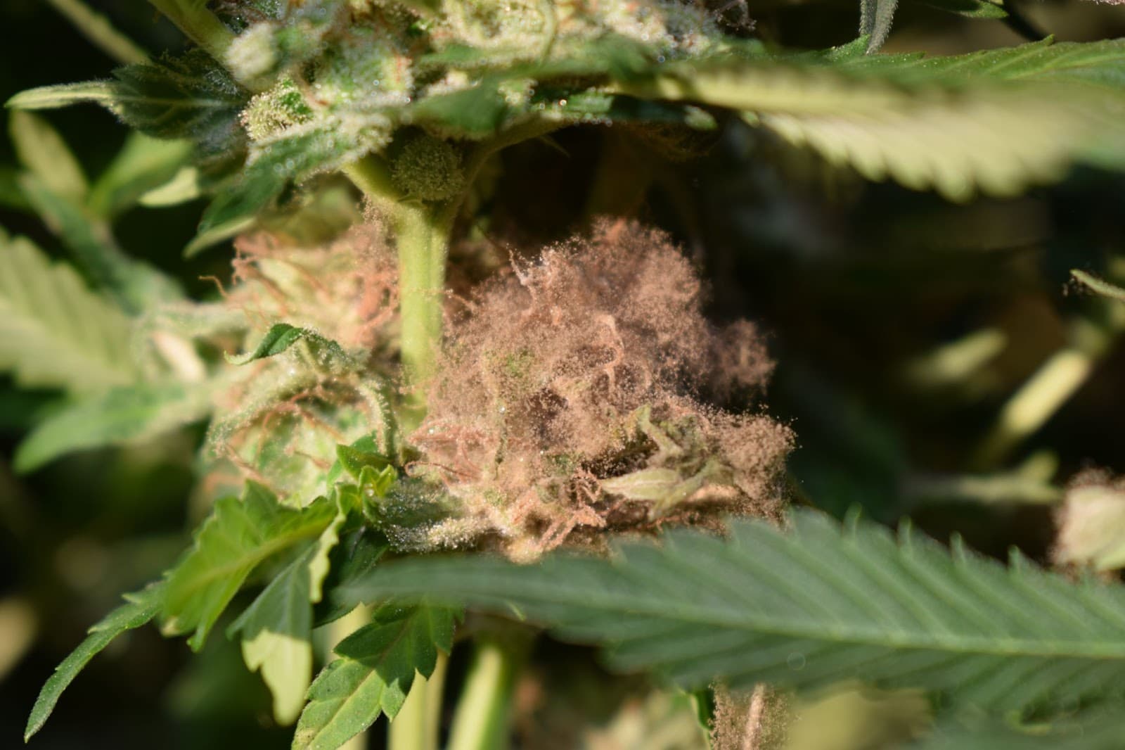 Bud mold - brown gray fuzzy mold