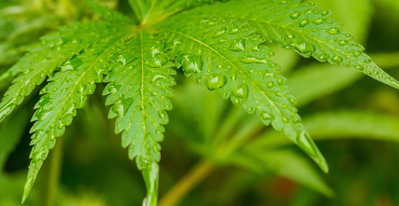 A cannabis leaf with dew on it