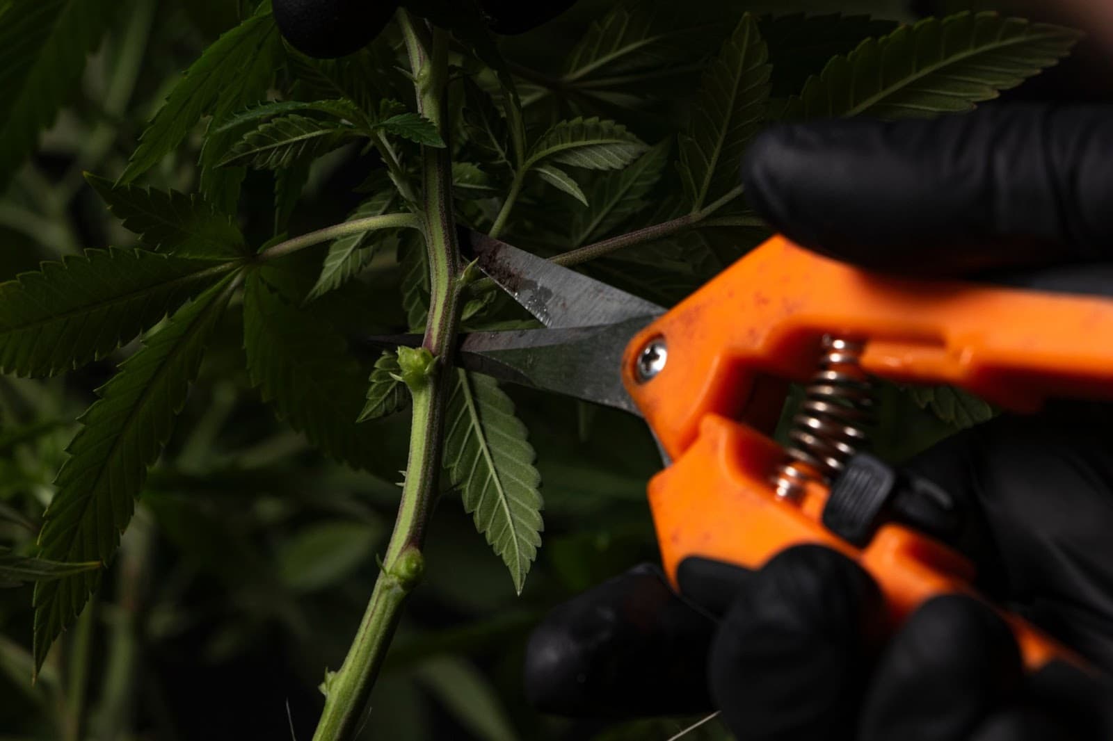 Pruning a plant to improve air flow to help prevent bud rot