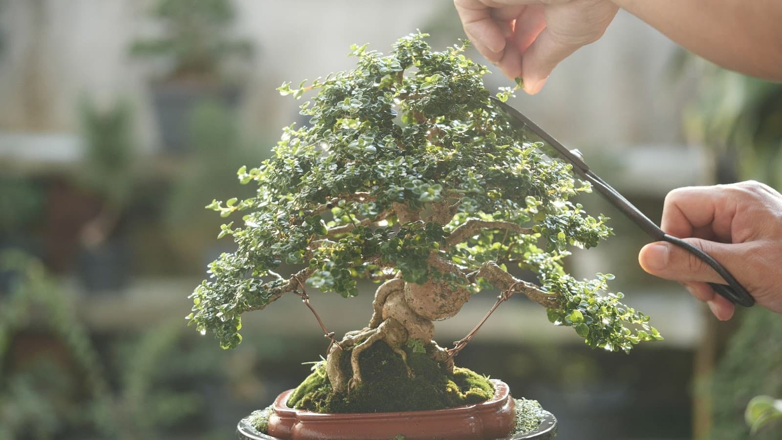 A grower trims a traditional bonsai plant.